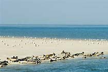 Seehundbank im Wattenmeer Seehundbank im Wattenmeer